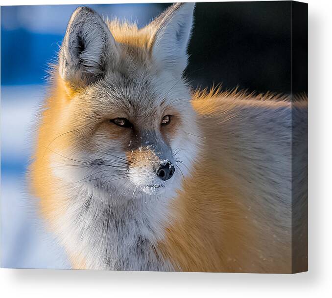 Red Fox Canvas Print featuring the photograph The Red Fox Portrait In Snow by Yeates Photography