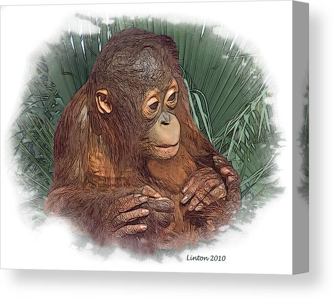 Orangutan Canvas Print featuring the digital art The Security Of A Mother's Hands by Larry Linton