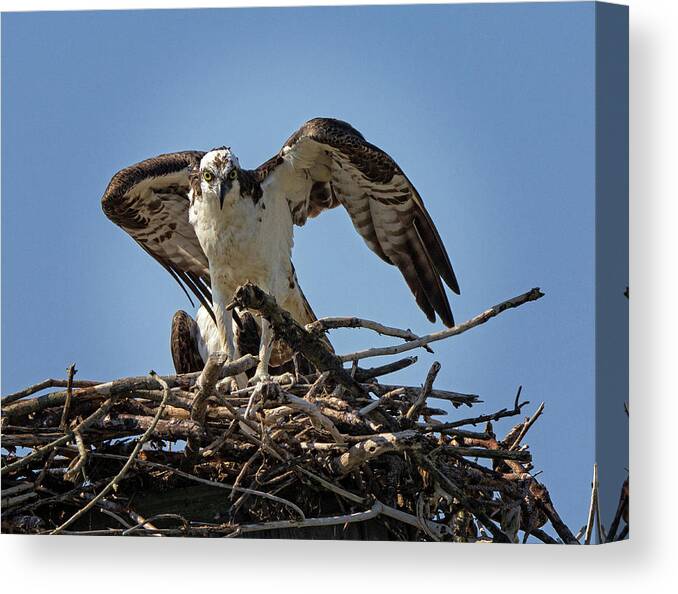 Osprey Canvas Print featuring the photograph The Stare by Robert Pilkington