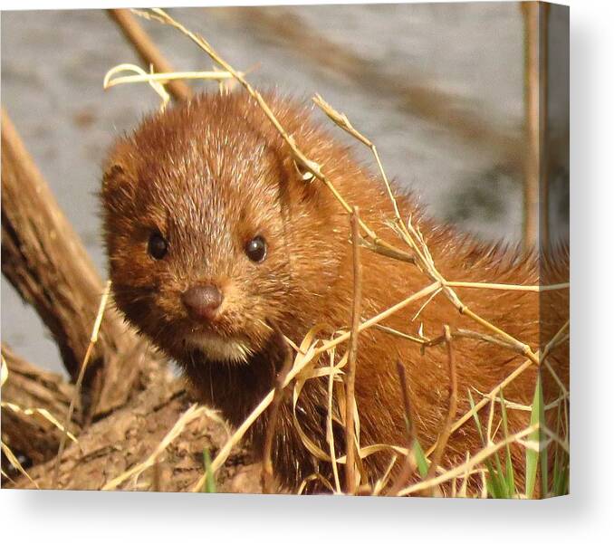 Mink Canvas Print featuring the photograph The Sweetest Face by Lori Frisch