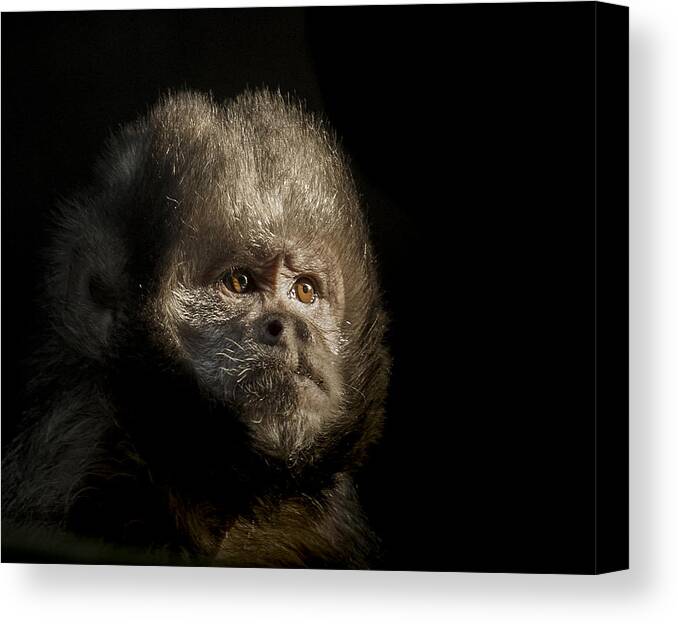 Capuchin Canvas Print featuring the photograph The Trial by Paul Neville