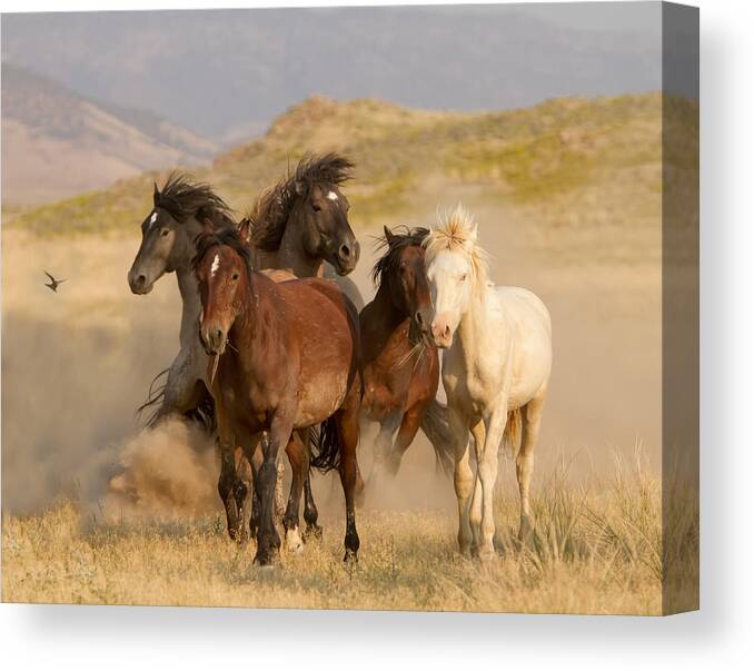 Wild Horse Canvas Print featuring the photograph The Wild Bunch by Kent Keller