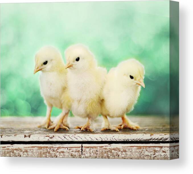 Baby Chicks Canvas Print featuring the photograph Three Amigos by Amy Tyler