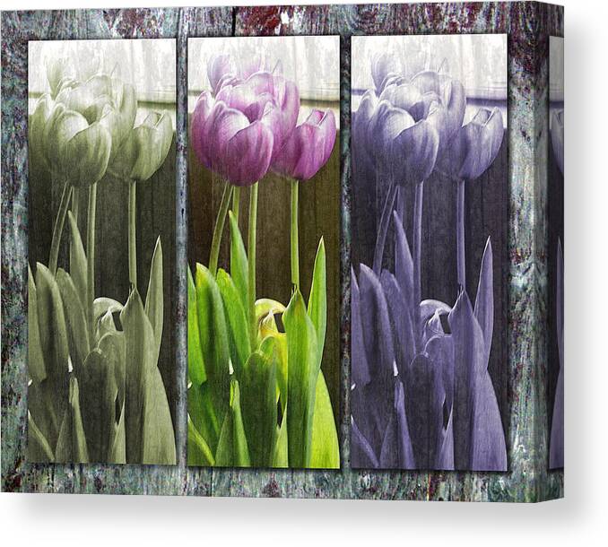 Tulips Canvas Print featuring the photograph Threelips by Tom Romeo