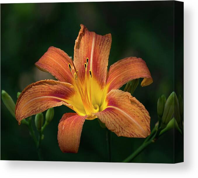 Fauna Canvas Print featuring the photograph Tiger Lily II by Richard Macquade