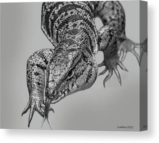 Tiger Lizard Canvas Print featuring the digital art Tiger Lizard by Larry Linton