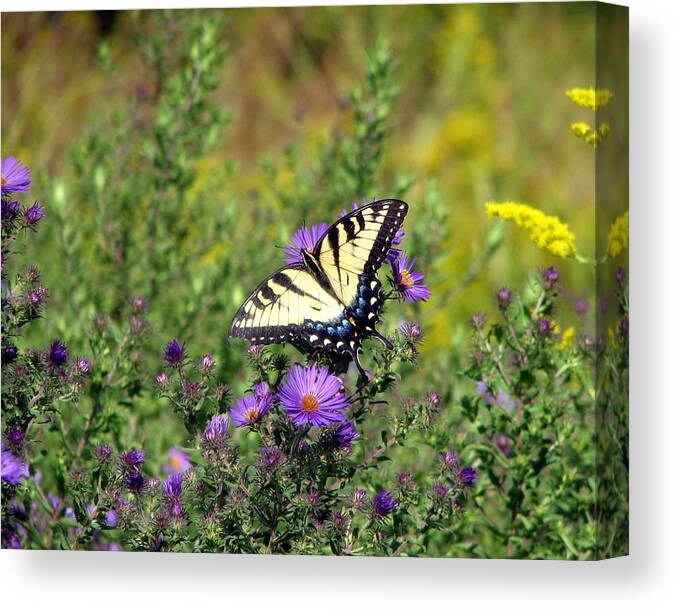 Flowers Canvas Print featuring the photograph Tiger Swallowtail Butterfly 2 by George Jones