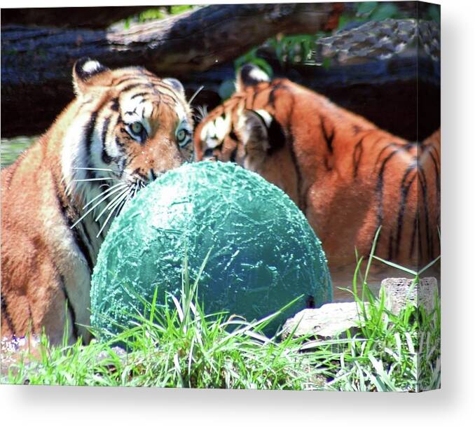 Tiger Canvas Print featuring the photograph Tigers Playing by Kathleen Struckle
