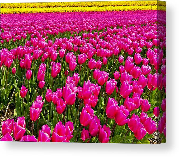 Tulips Canvas Print featuring the photograph Tiptoe Thru the Tulips by Digital Art Cafe