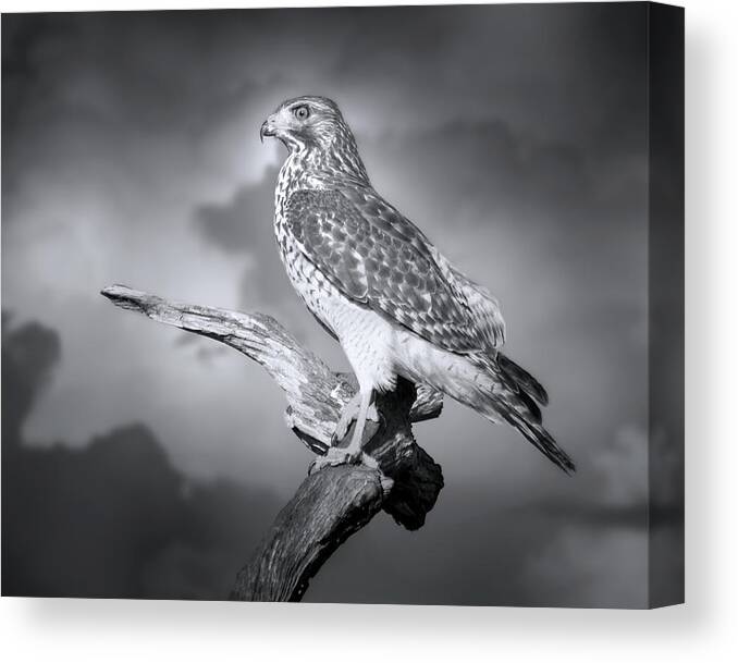 Hawk Canvas Print featuring the photograph To Rule the Sky by Mark Andrew Thomas