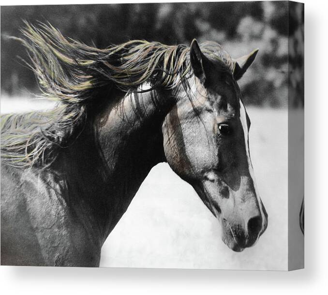 Horse Canvas Print featuring the photograph Touch the Wind by M Kathleen Warren
