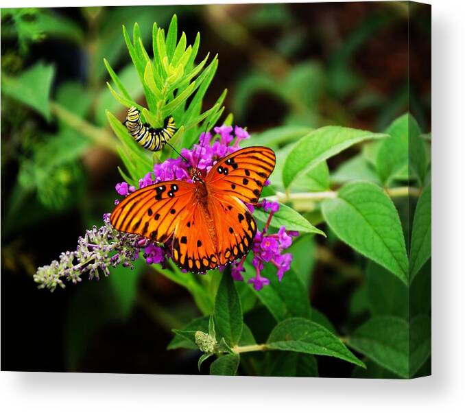 Canvas Print featuring the photograph Transformation by Rodney Lee Williams