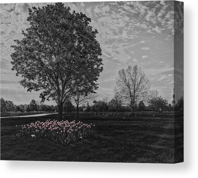 Tree Canvas Print featuring the photograph Tree with Tulips #2 by Winnie Chrzanowski