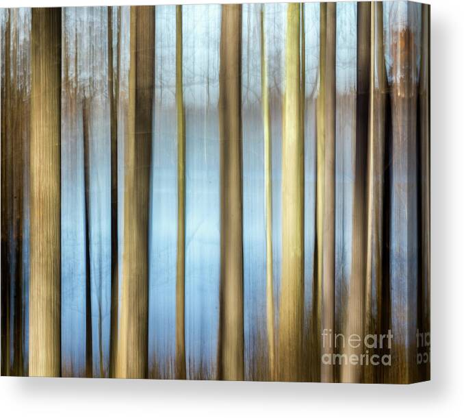 Tree Canvas Print featuring the photograph Trees by Rod Best