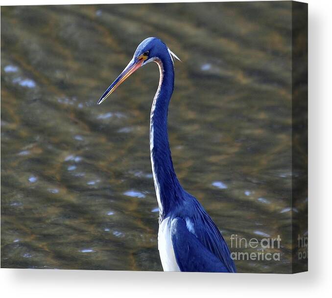 Tricolored Heron Canvas Print featuring the photograph Tricolored Heron Pose by Al Powell Photography USA