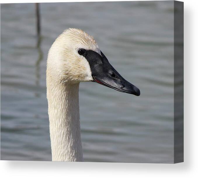 Swan Canvas Print featuring the photograph Trumpeter Portrait by David Pickett