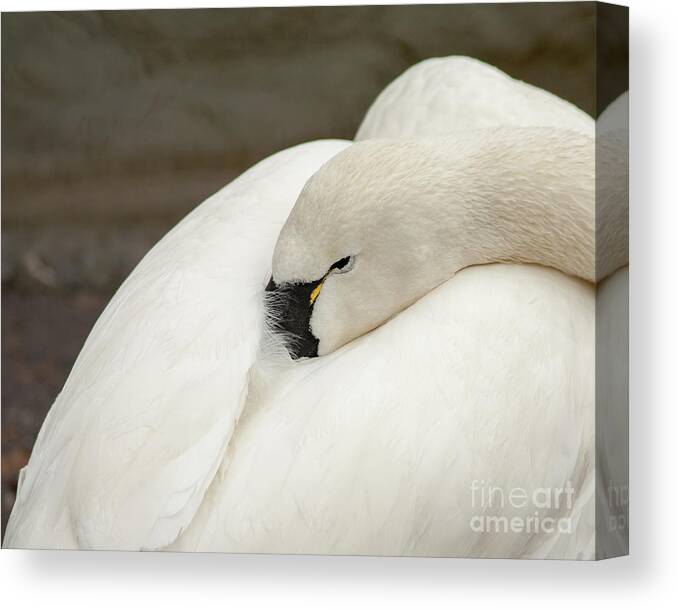 Bird Canvas Print featuring the photograph Tucked In by Phil Spitze