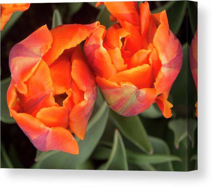 Tulip Pair Canvas Print featuring the photograph Tulip Pair by Jean Noren