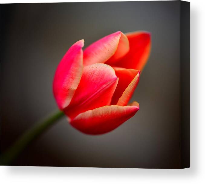 Flowers Canvas Print featuring the photograph Tulip by Walt Sterneman