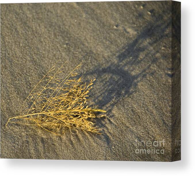 Branch Canvas Print featuring the photograph Tumble Seaweed by Scott Evers