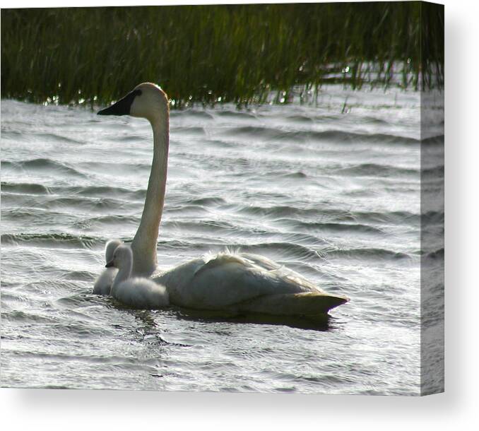 Swans Canvas Print featuring the photograph Tundra Swan and Signets by Anthony Jones