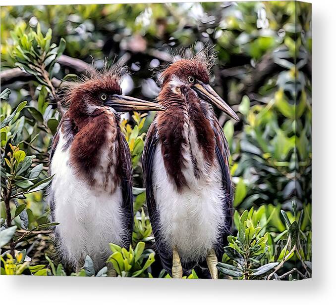 Birds Canvas Print featuring the mixed media Twins by DB Hayes