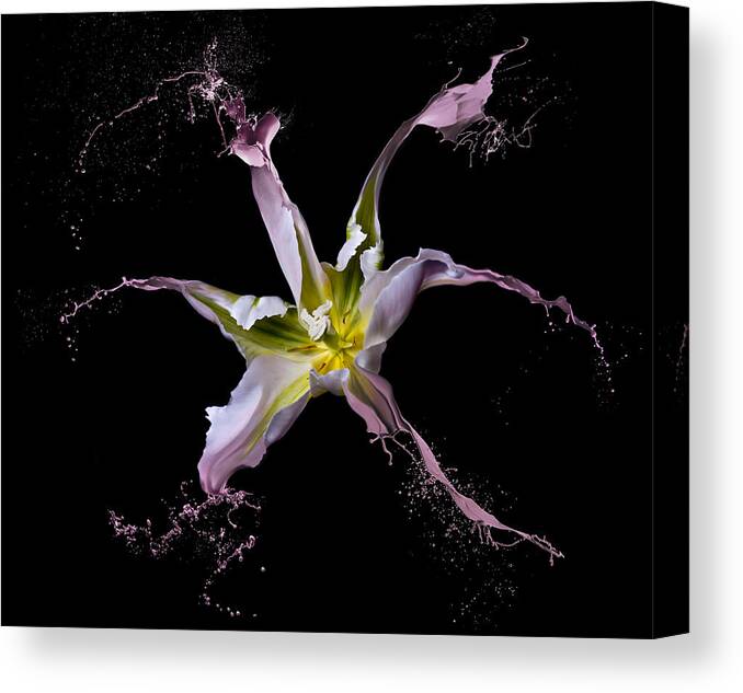 Tulip Canvas Print featuring the photograph Twirling Tulip by Lori Hutchison