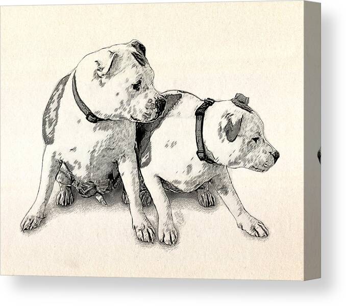 Staffordshire Bull Terrier Canvas Print featuring the digital art Two Bull Terriers by Michael Tompsett