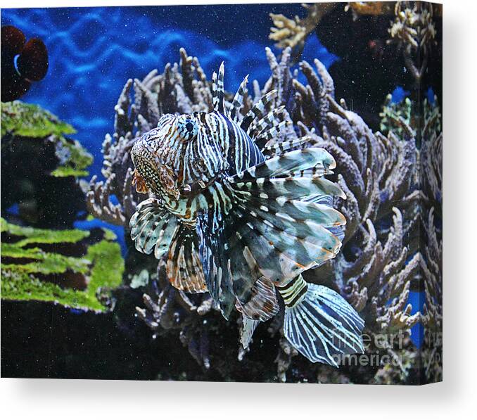 Fish Canvas Print featuring the photograph Under cover by Binka Kirova