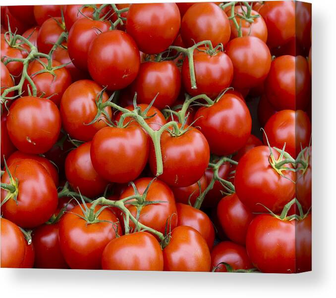 Agriculture Canvas Print featuring the photograph Vine ripe tomatos by John Trax