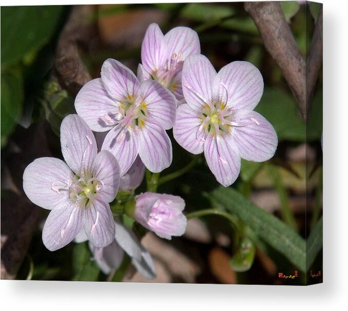 Spring Canvas Print featuring the photograph Virginia or Narrowleaf Spring-Beauty DSPF041 by Gerry Gantt