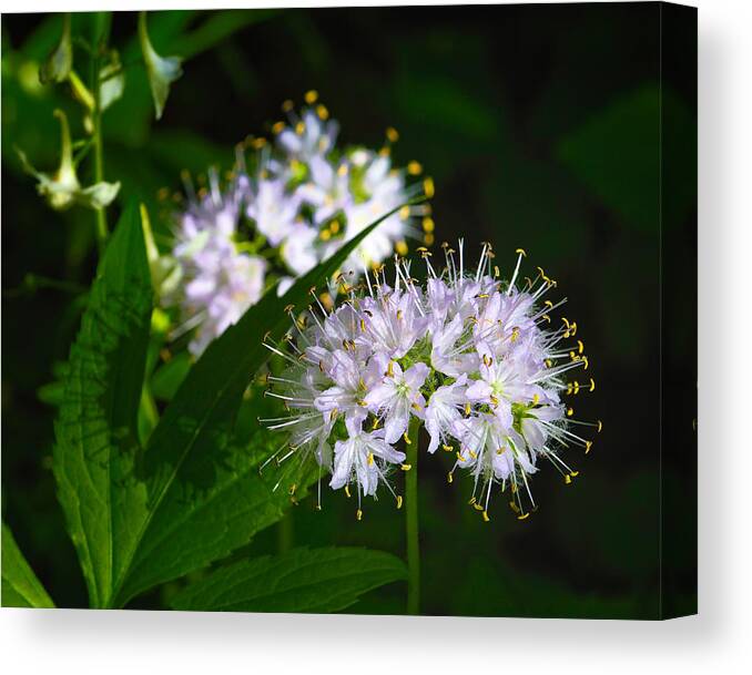 Virginia Waterleaf Canvas Print featuring the photograph Virginia Waterleaf at Lost Valley by Michael Dougherty