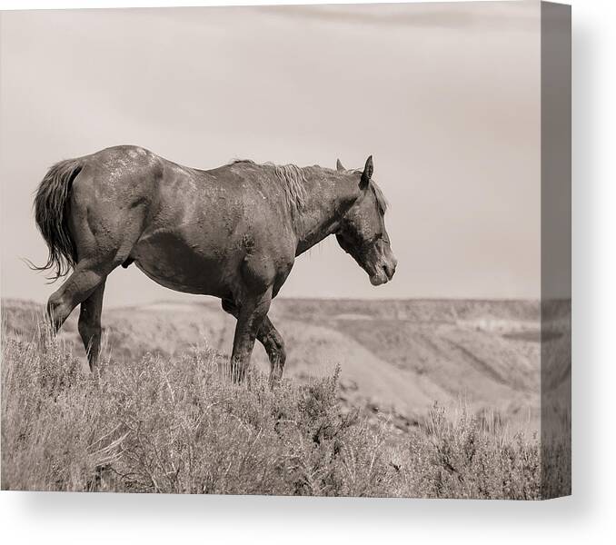 Mustang Canvas Print featuring the photograph Voodoo on the Mesa by Mindy Musick King