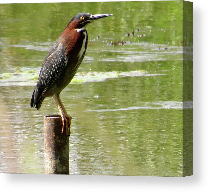 Green Heron Canvas Print featuring the photograph Waiting by Azthet Photography