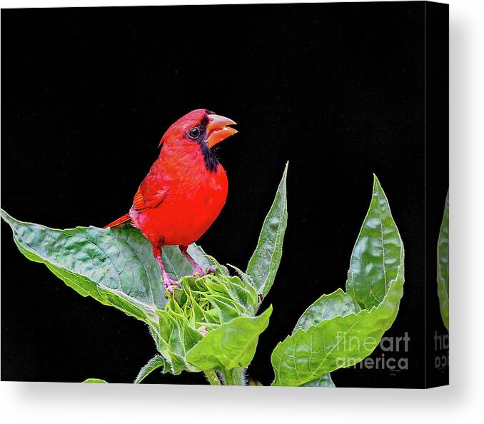 Nature Canvas Print featuring the photograph Waiting by DB Hayes