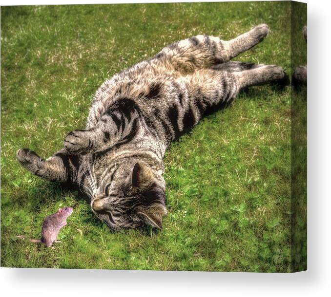 Cat Canvas Print featuring the photograph Want To Play by Pennie McCracken