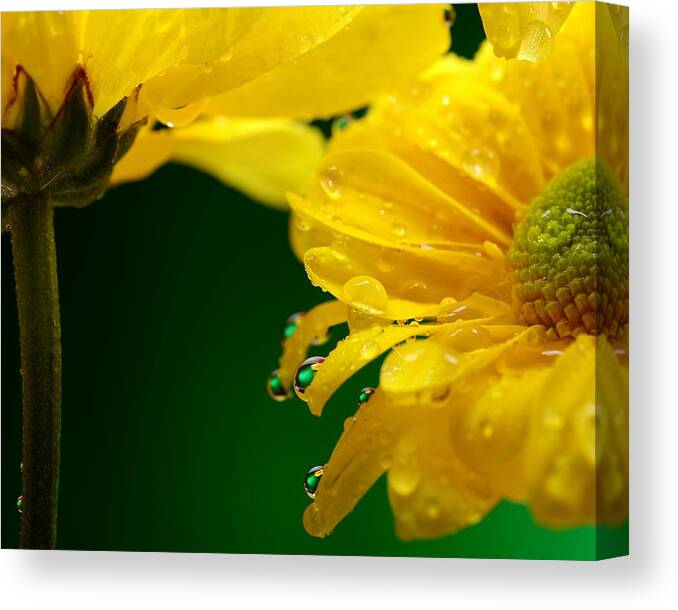 Water Drops Canvas Print featuring the photograph Water Drop Reflections I I by Laura Mountainspring