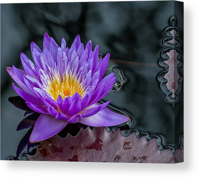 Water Lily Canvas Print featuring the photograph Water Lily Blue by Phil Abrams