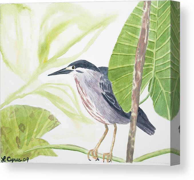 Striated Heron Canvas Print featuring the painting Watercolor - Striated Heron by Cascade Colors