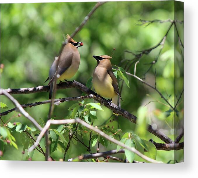 Cedar Waxwing Canvas Print featuring the photograph Waxwing Socialism by David Pickett