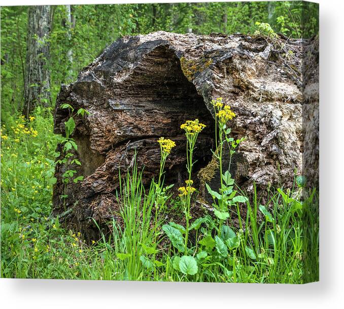 Landscapes Canvas Print featuring the photograph Weathered Log in Cades Cove by Roberta Kayne