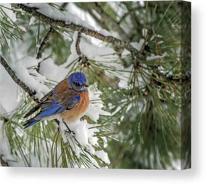 Sialia Mexicana Canvas Print featuring the photograph Western Bluebird in a Snowy Pine by Dawn Key