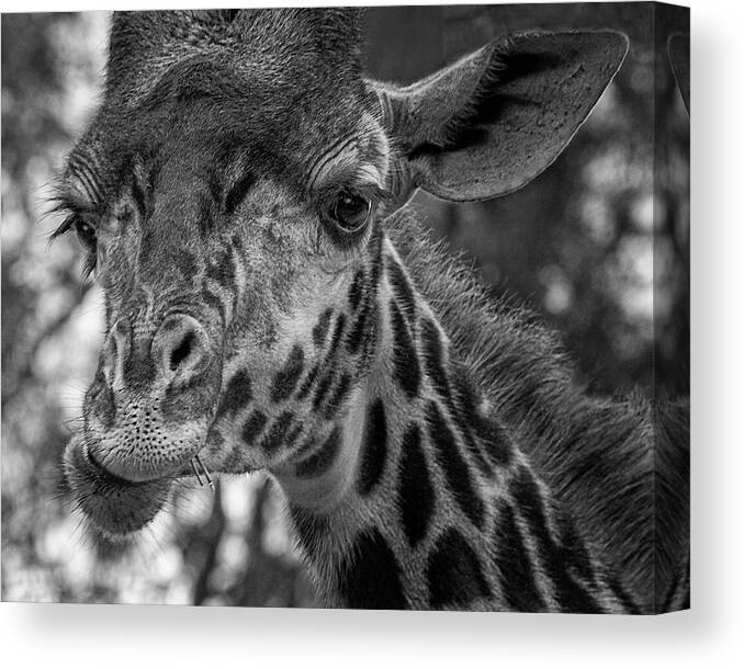 Giraffe Canvas Print featuring the photograph What's Up Dude - Giraffe Face by Mitch Spence