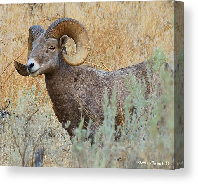 Oregon Canvas Print featuring the photograph What's Up by Steve Warnstaff