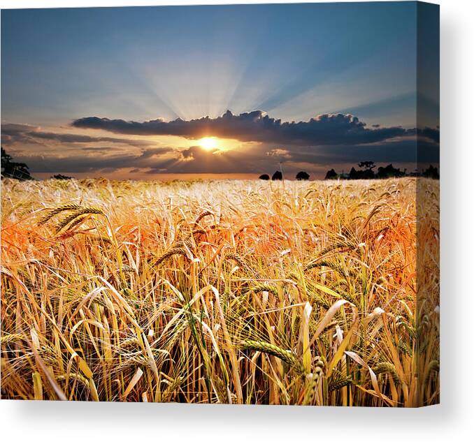 Wheat Canvas Print featuring the photograph Wheat At Sunset by Meirion Matthias