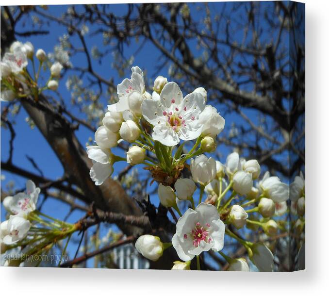 Pear Blossom Tree Canvas Print featuring the photograph White Blossoms Blooming by Kristin Aquariann