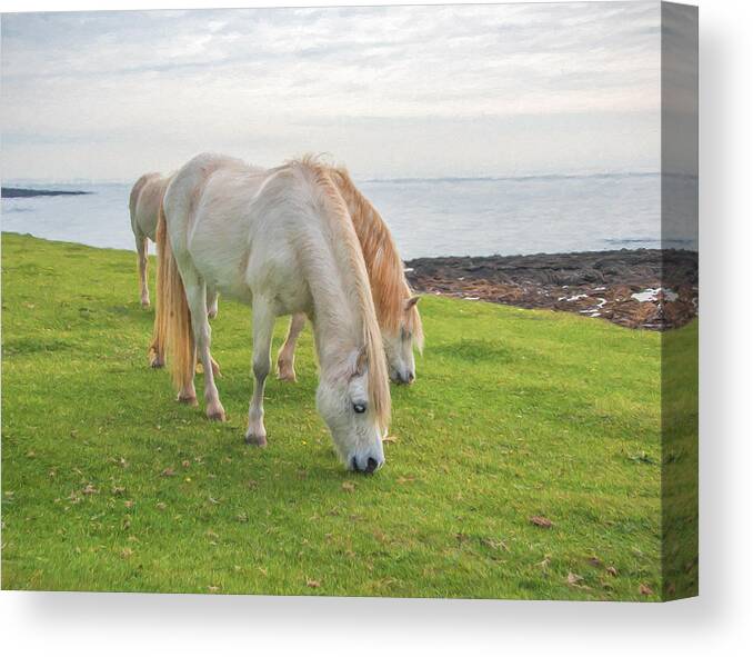 Horse Canvas Print featuring the digital art White Horses 2 by Roy Pedersen