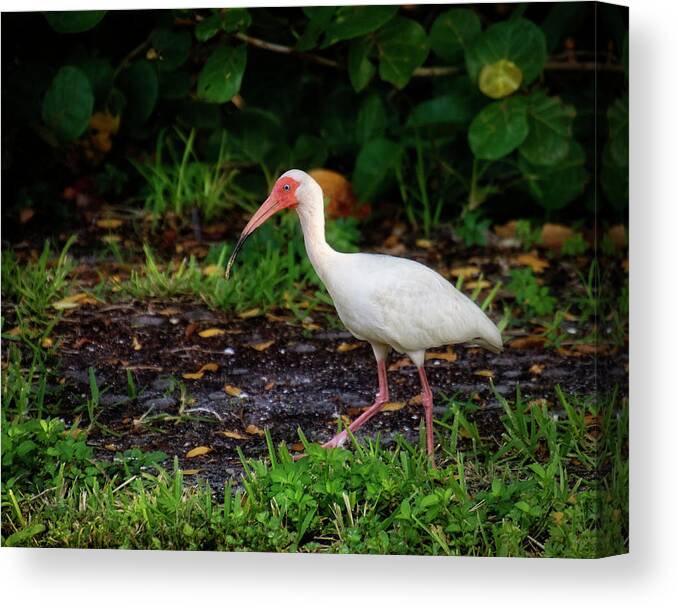 Ding Darling National Wildlife Refuge Canvas Print featuring the photograph White Ibis In The Grass by Greg and Chrystal Mimbs