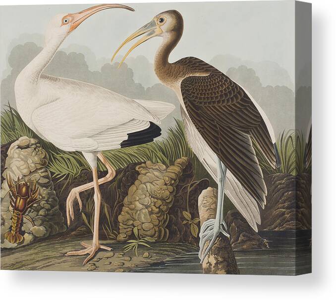 White Canvas Print featuring the painting White Ibis by John James Audubon