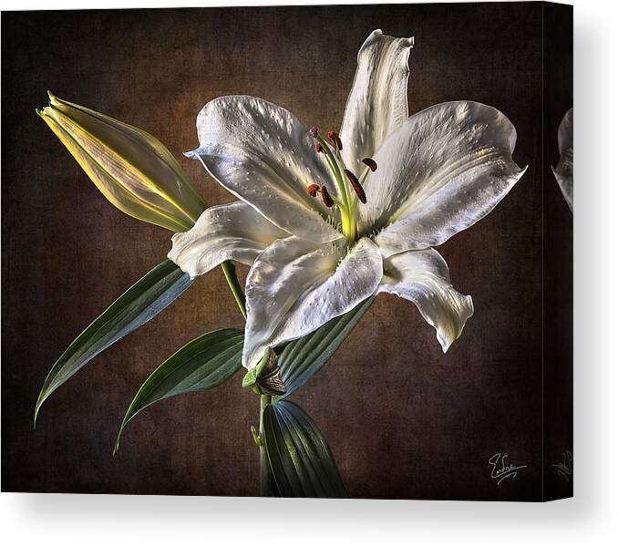 Lily Canvas Print featuring the photograph White Lily by Endre Balogh